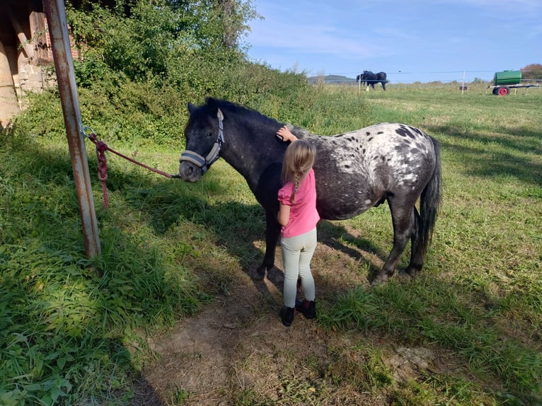 Shetland Ponys Wallach 3 Jahre 110 cm Tigerschecke in Kn&#xFC;llwald