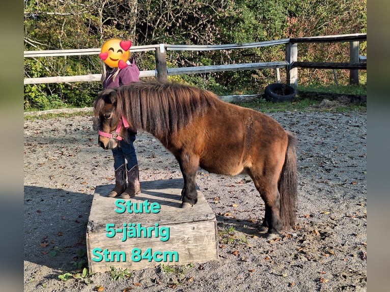 Shetland Ponys Wallach 3 Jahre 111 cm Rappe in Argenb&#xFC;hl