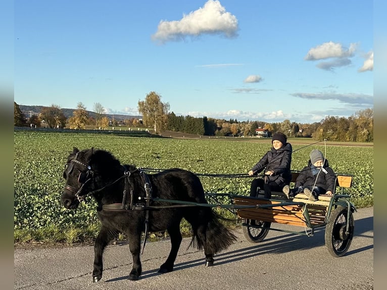 Shetland Ponys Wallach 3 Jahre 112 cm Rappe in Riedlingen