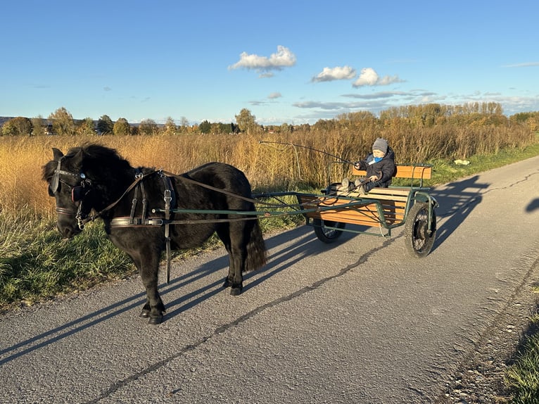 Shetland Ponys Wallach 3 Jahre 112 cm Rappe in Riedlingen