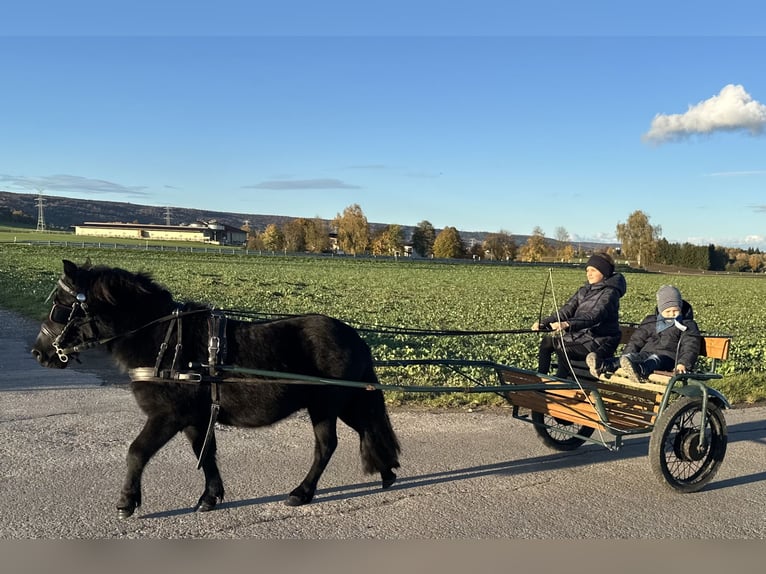 Shetland Ponys Wallach 3 Jahre 112 cm Rappe in Riedlingen