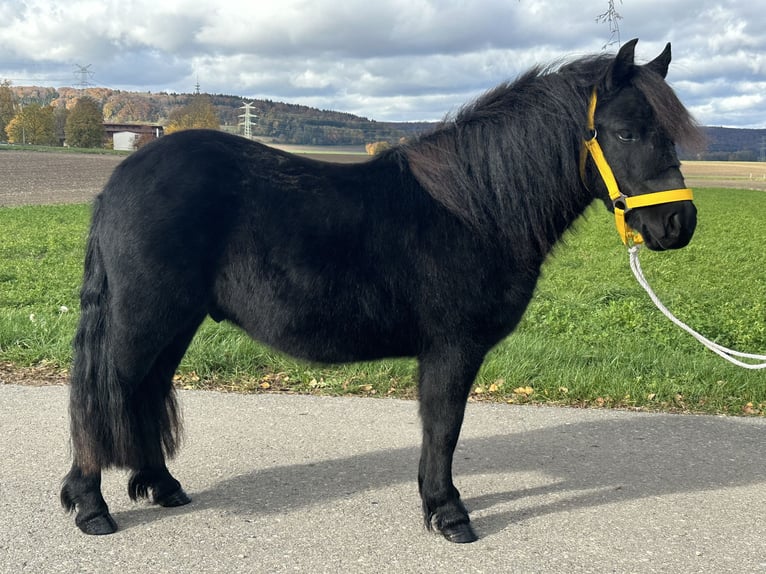 Shetland Ponys Wallach 3 Jahre 112 cm Rappe in Riedlingen