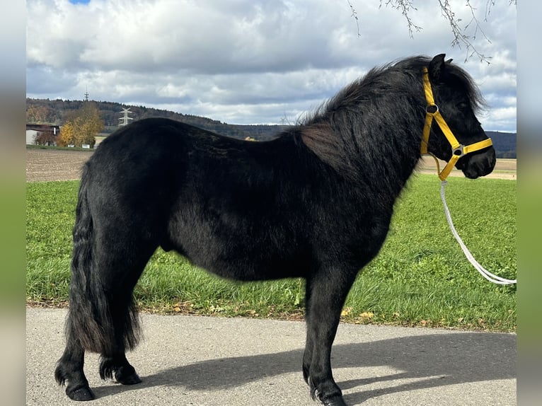 Shetland Ponys Wallach 3 Jahre 112 cm Rappe in Riedlingen