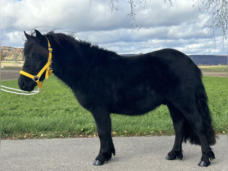 Shetland Ponys Wallach 3 Jahre 112 cm Rappe in Riedlingen