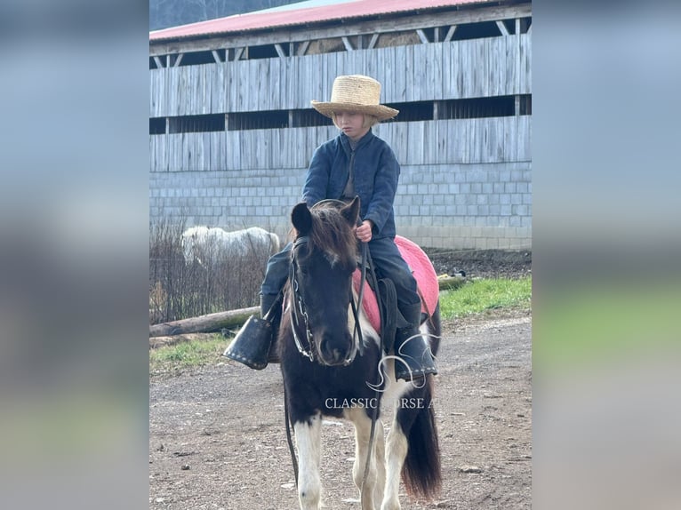 Shetland Ponys Wallach 3 Jahre 112 cm Tobiano-alle-Farben in Hartsville, TN