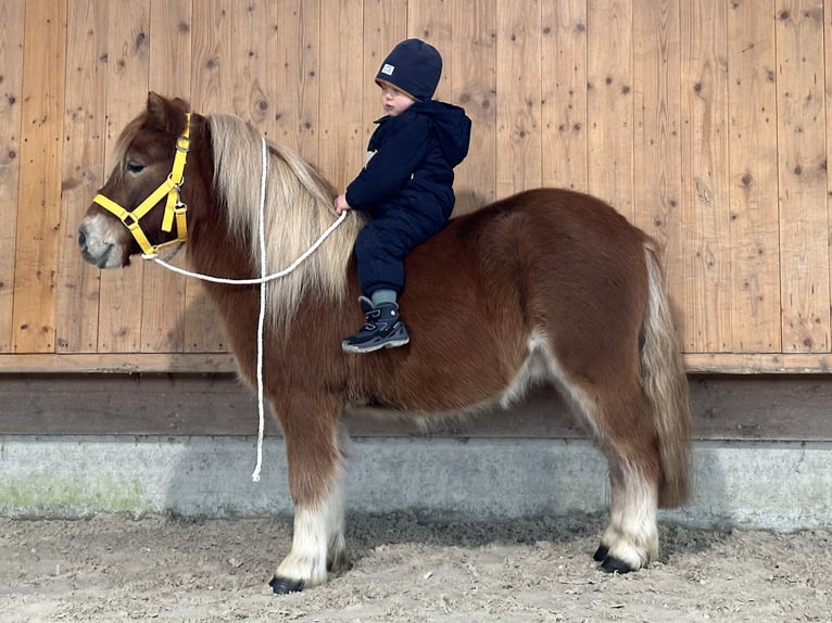 Shetland Ponys Wallach 3 Jahre 114 cm Fuchs in Riedlingen