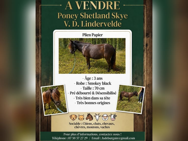 Shetland Ponys Wallach 3 Jahre 70 cm Grullo in Revigny-sur-Ornain
