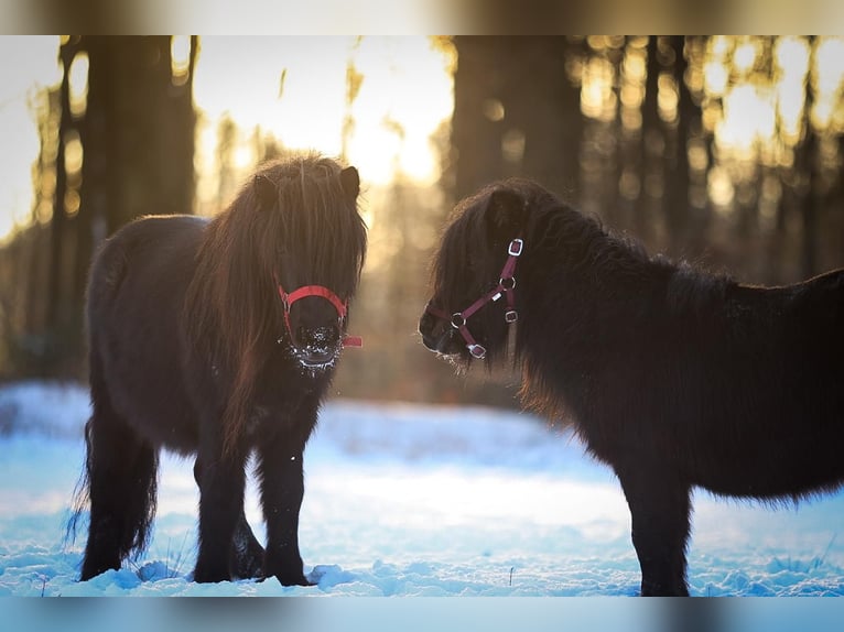 Shetland Ponys Wallach 3 Jahre 81 cm Rappe in Much