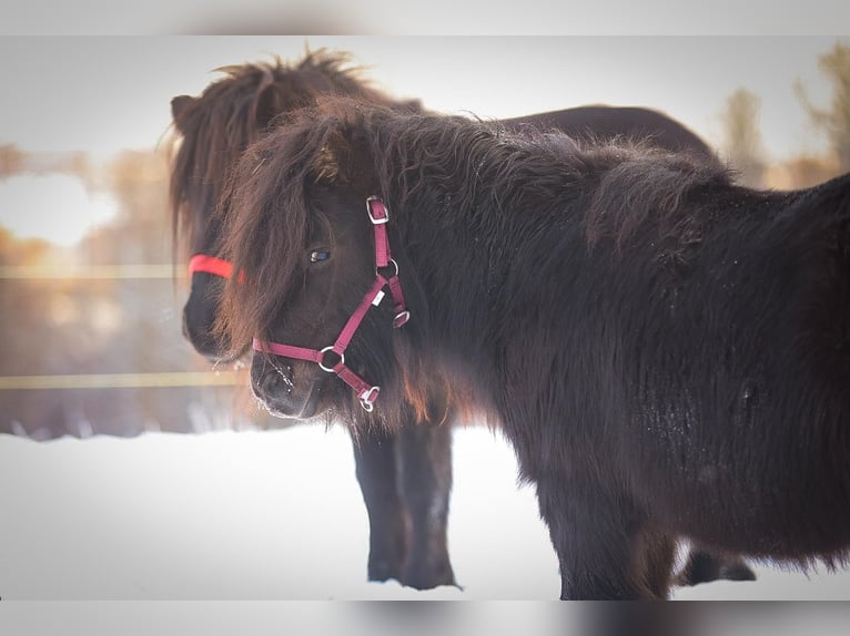 Shetland Ponys Wallach 3 Jahre 81 cm Rappe in Much