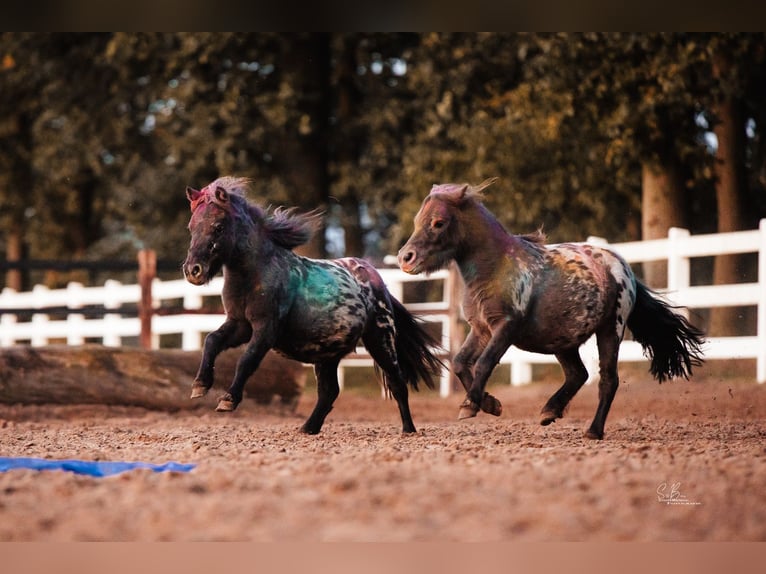 Shetland Ponys Wallach 3 Jahre 82 cm in Oberlangen