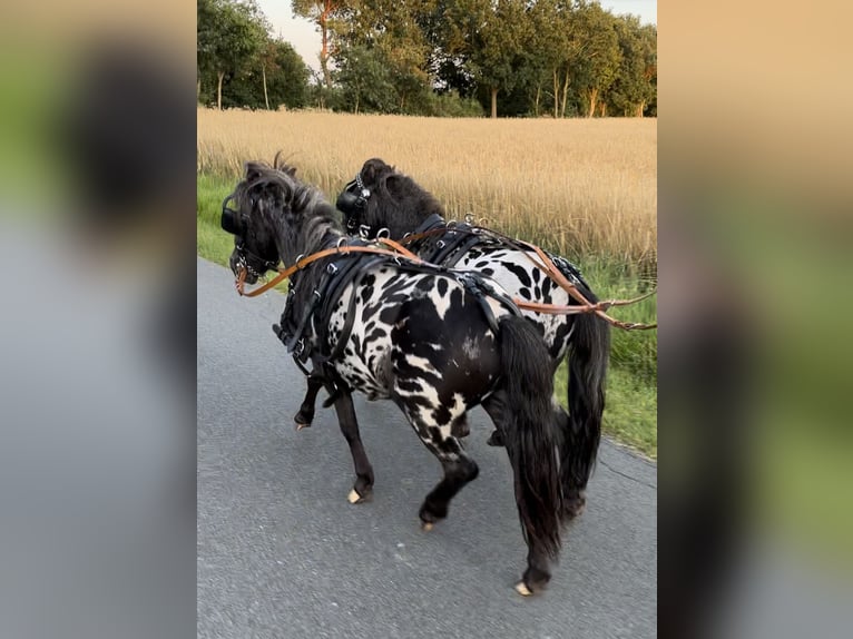 Shetland Ponys Wallach 3 Jahre 82 cm in Oberlangen