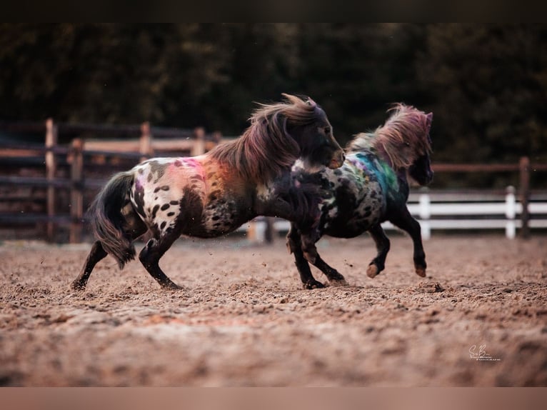 Shetland Ponys Wallach 3 Jahre 82 cm in Oberlangen