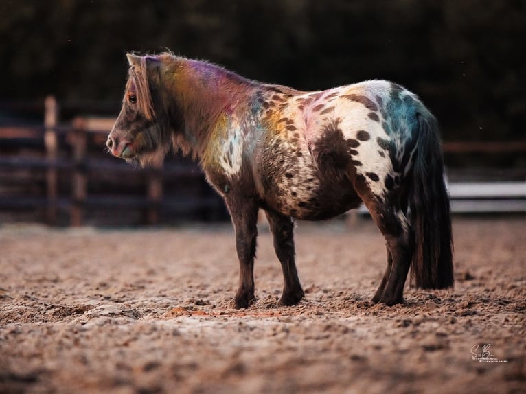 Shetland Ponys Wallach 3 Jahre 82 cm in Oberlangen