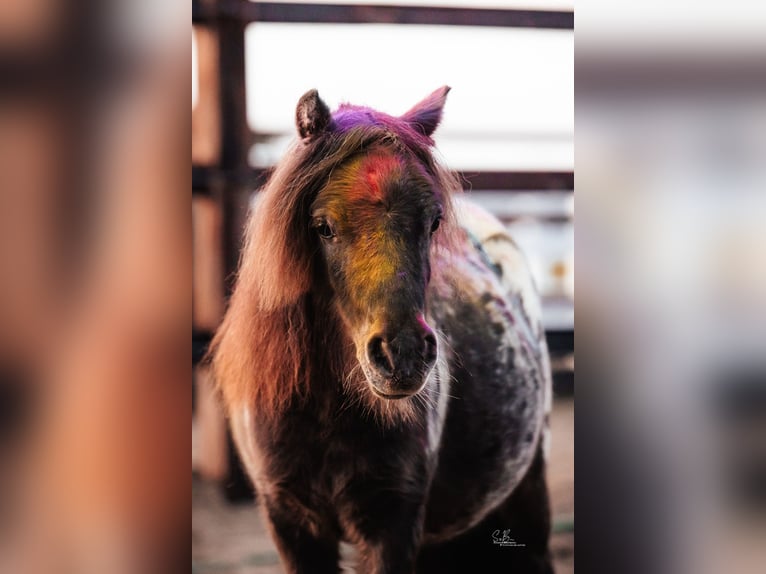 Shetland Ponys Wallach 3 Jahre 82 cm in Oberlangen