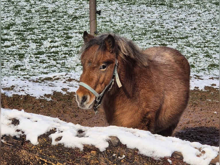 Shetland Ponys Wallach 3 Jahre 92 cm Rotbrauner in Frankenberg (Eder)