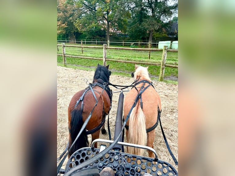 Shetland Ponys Wallach 3 Jahre 97 cm Brauner in Halle