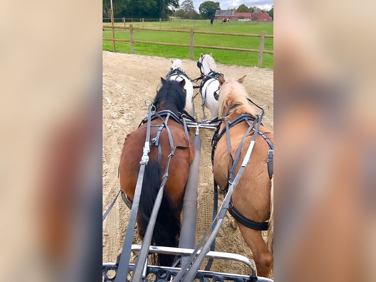 Shetland Ponys Wallach 3 Jahre 97 cm Brauner in Halle