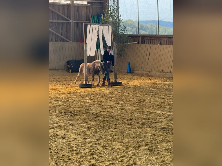Shetland Ponys Wallach 3 Jahre 98 cm  in Lindlar