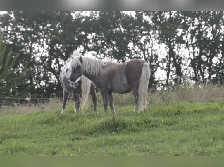 Shetland Ponys Wallach 3 Jahre 98 cm  in Lindlar