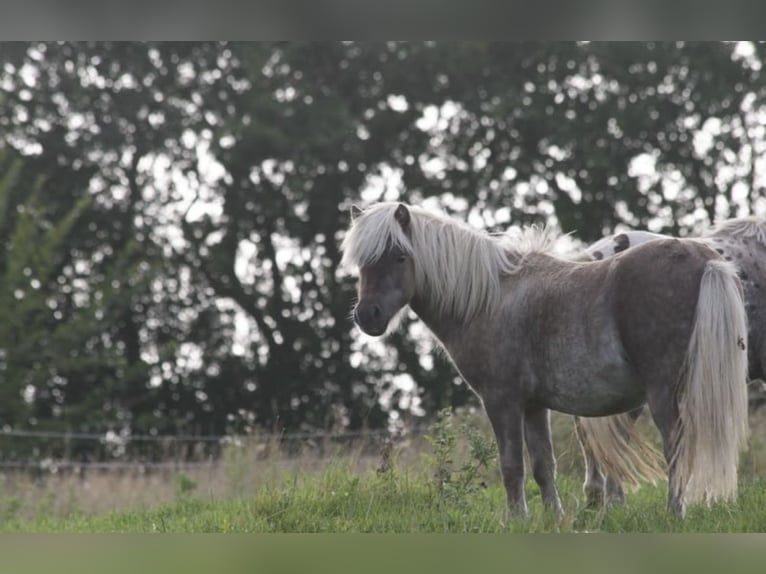 Shetland Ponys Wallach 3 Jahre 98 cm  in Lindlar