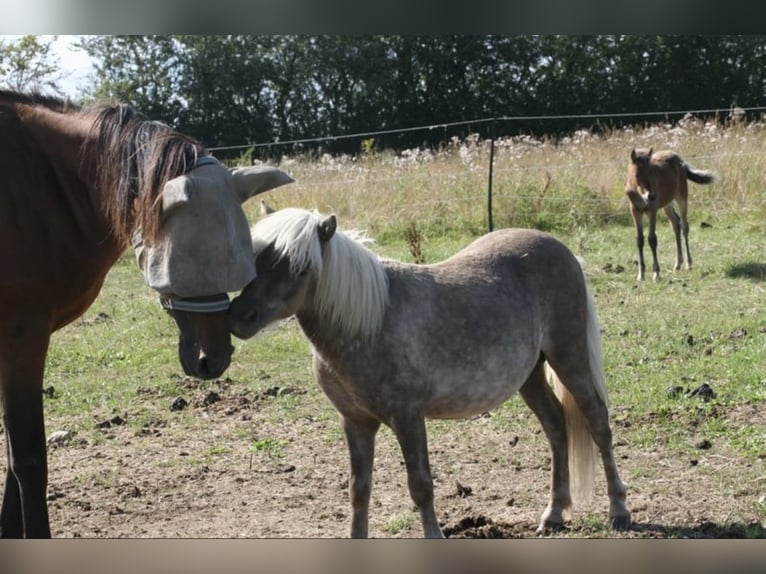 Shetland Ponys Wallach 3 Jahre 98 cm  in Lindlar