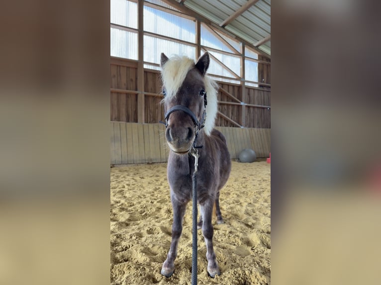 Shetland Ponys Wallach 3 Jahre 98 cm  in Lindlar