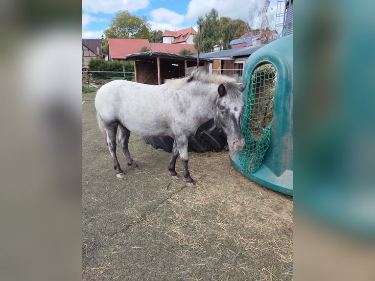 Shetland Ponys Mix Wallach 4 Jahre 100 cm Apfelschimmel in Queienfeld