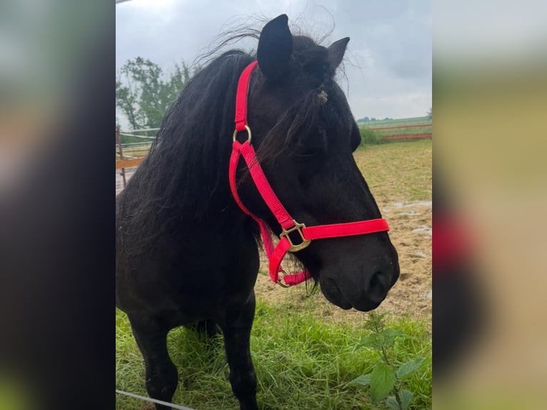 Shetland Ponys Wallach 4 Jahre 100 cm in Wei&#xDF;enfels