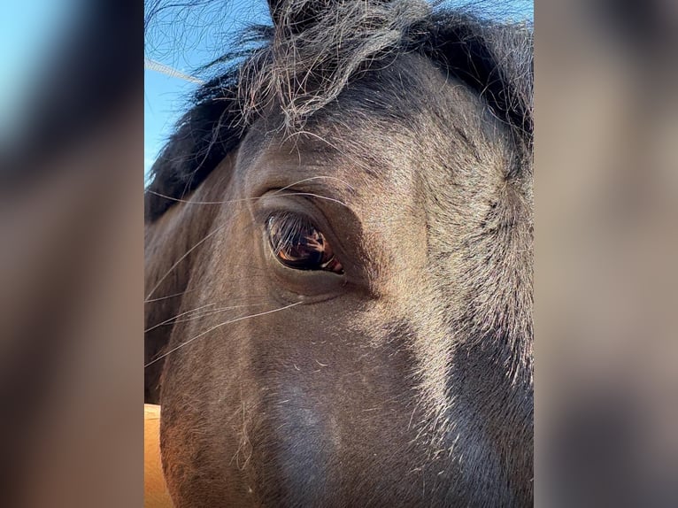 Shetland Ponys Wallach 4 Jahre 100 cm in Wei&#xDF;enfels