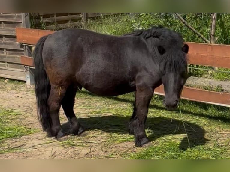 Shetland Ponys Wallach 4 Jahre 100 cm in Wei&#xDF;enfels