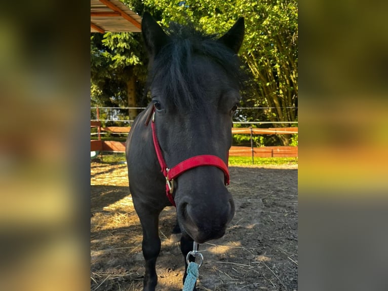 Shetland Ponys Wallach 4 Jahre 100 cm Rappe in Wei&#xDF;enfels