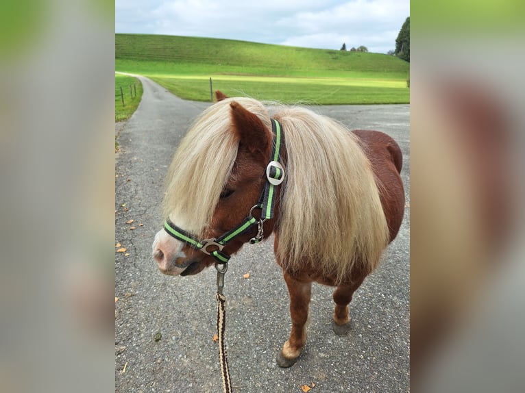 Shetland Ponys Wallach 4 Jahre 100 cm Rappe in Argenbühl