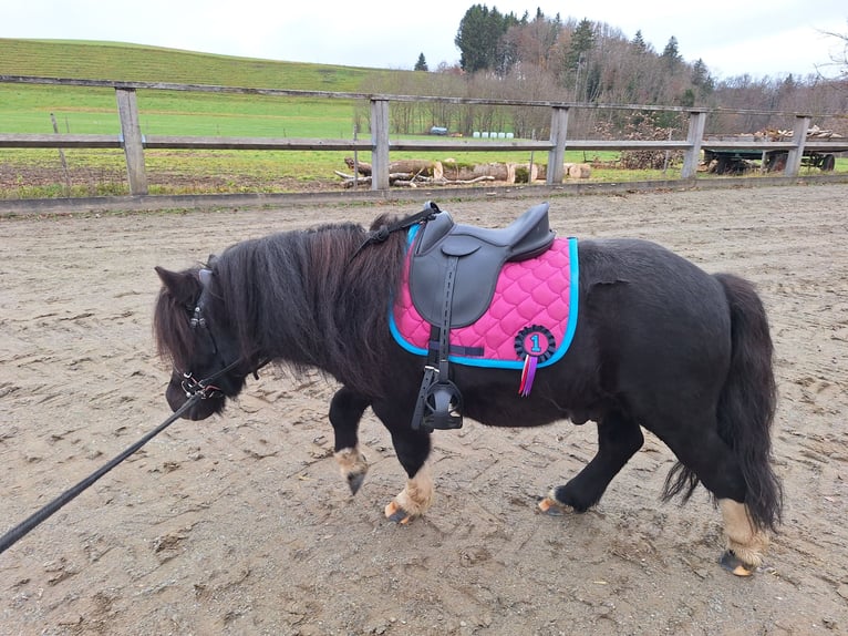 Shetland Ponys Wallach 4 Jahre 100 cm Rappe in Argenbühl