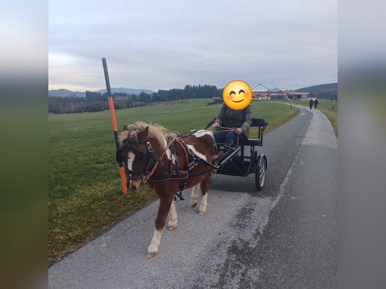 Shetland Ponys Wallach 4 Jahre 100 cm Schecke in Neumarkt