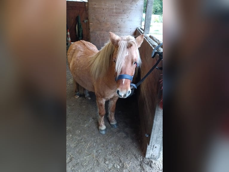 Shetland Ponys Mix Wallach 4 Jahre 110 cm Falbe in Friedeburg Reepsholt, Hoheesche
