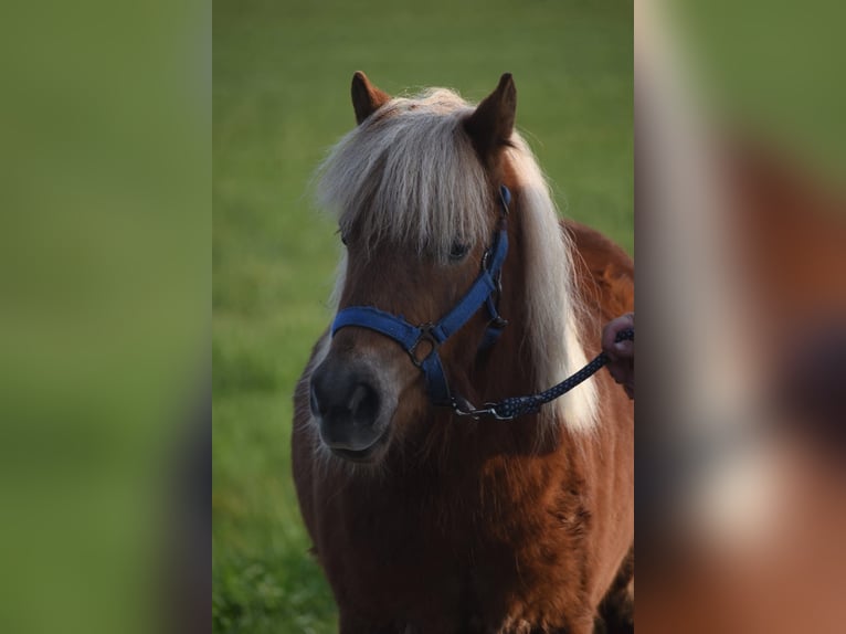 Shetland Ponys Wallach 4 Jahre 110 cm Fuchs in Achtmaal