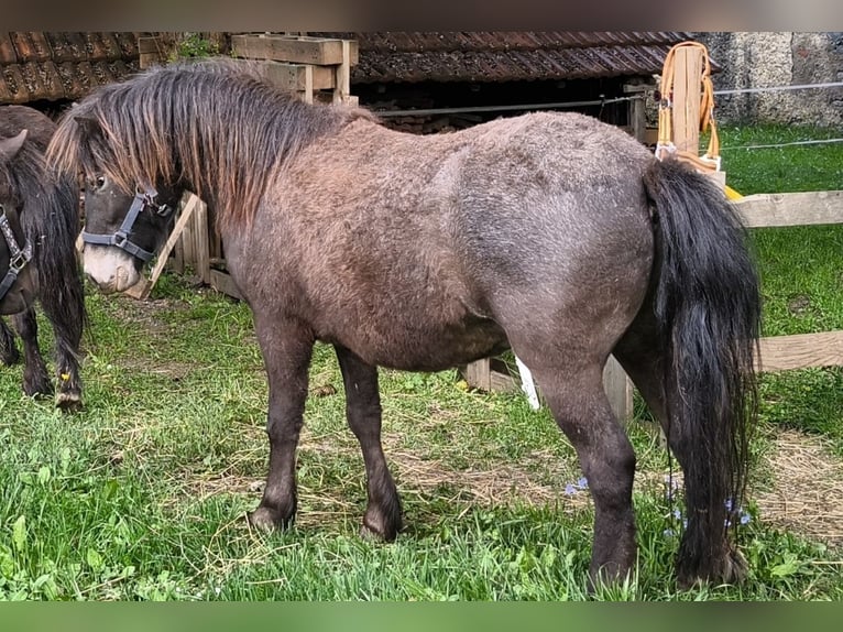 Shetland Ponys Wallach 4 Jahre 110 cm Tigerschecke in Bruck