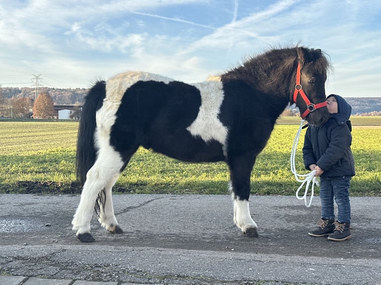 Shetland Ponys Wallach 4 Jahre 114 cm Schecke in Riedlingen