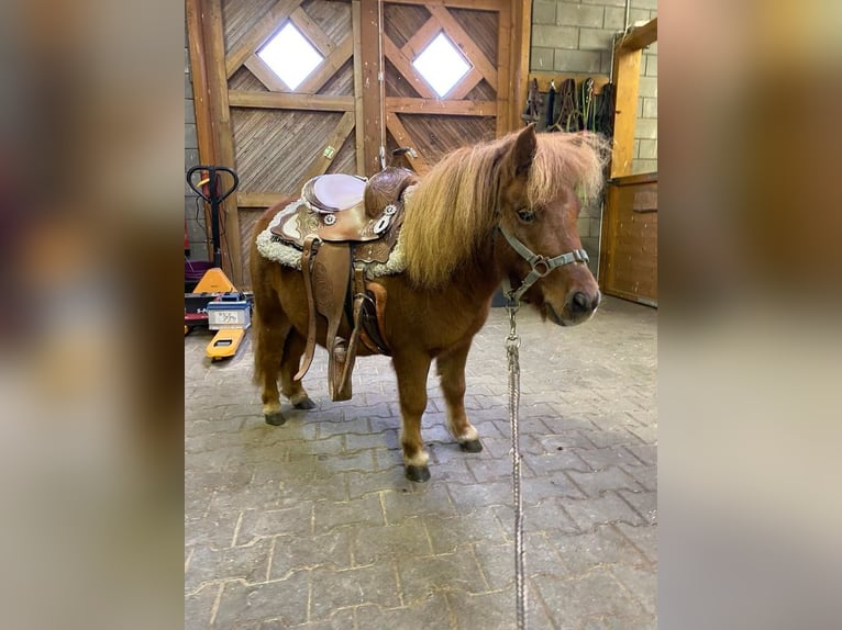 Shetland Ponys Wallach 4 Jahre 85 cm  in Daleiden