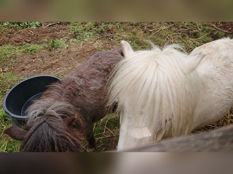 Shetland Ponys Wallach 4 Jahre 89 cm Tigerschecke in Oberehe