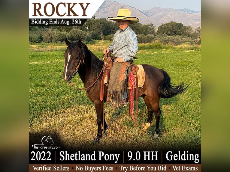 Shetland Ponys Wallach 4 Jahre 91 cm  in Tendoy, ID