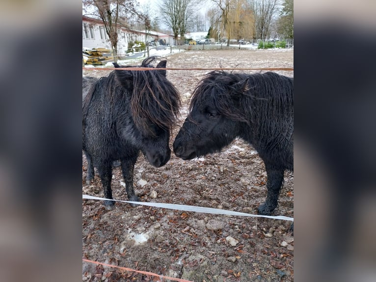 Shetland Ponys Wallach 4 Jahre in Halbs