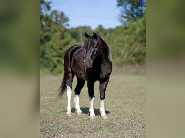Shetland Ponys Wallach 4 Jahre Schecke in Bloomburg