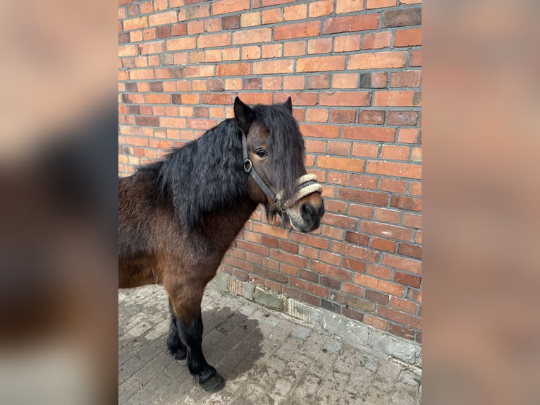 Shetland Ponys Wallach 5 Jahre 100 cm Brauner in Gütersloh