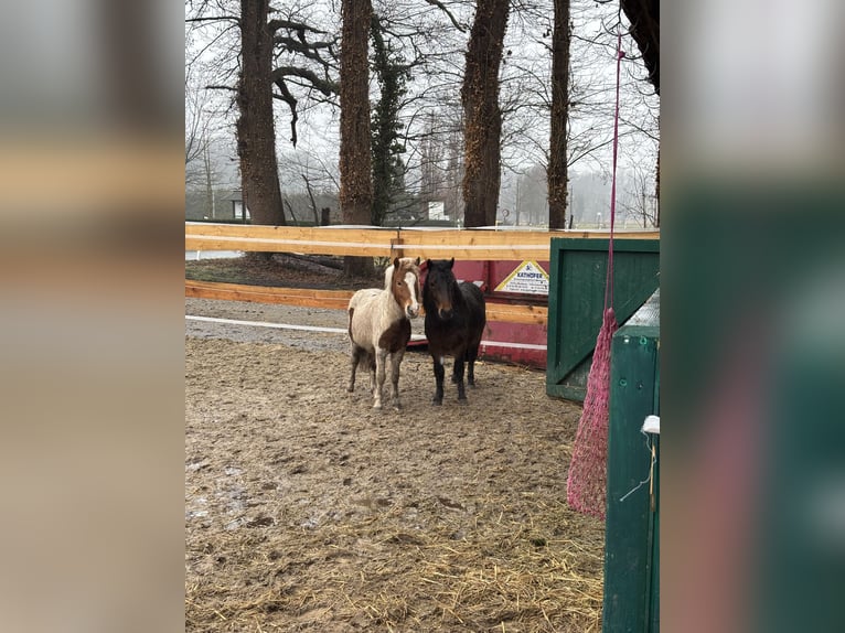 Shetland Ponys Wallach 5 Jahre 100 cm Brauner in Gütersloh