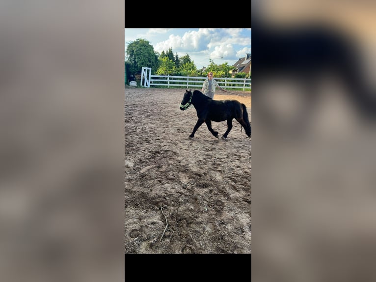 Shetland Ponys Wallach 5 Jahre 100 cm Rappe in Langenfeld