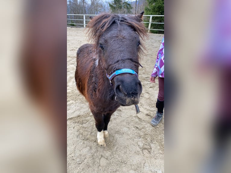 Shetland Ponys Wallach 5 Jahre 100 cm Schecke in Altmünster