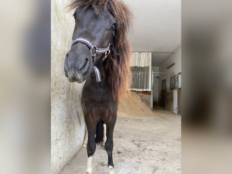 Shetland Ponys Wallach 5 Jahre 100 cm Schecke in Altmünster