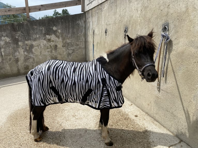 Shetland Ponys Wallach 5 Jahre 100 cm Schecke in Altmünster