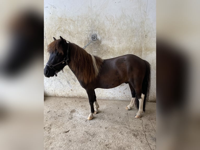 Shetland Ponys Wallach 5 Jahre 100 cm Schecke in Altmünster